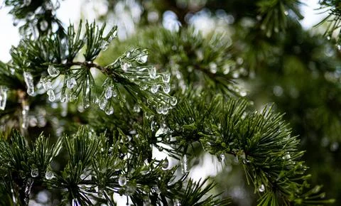 Pine needles branches covered in ice fresh crisp cold Stock Photos
