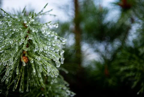 Pine needles branches covered in ice fresh crisp cold Stock Photos