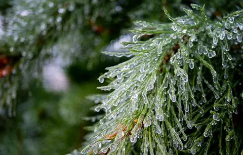 Pine needles branches covered in ice fresh crisp cold Stock Photos