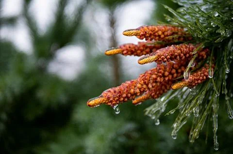 Pine needles branches covered in ice fresh crisp cold Stock Photos