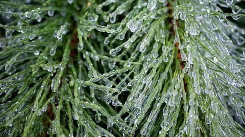 Pine needles branches covered in ice fresh crisp cold Stock Photos