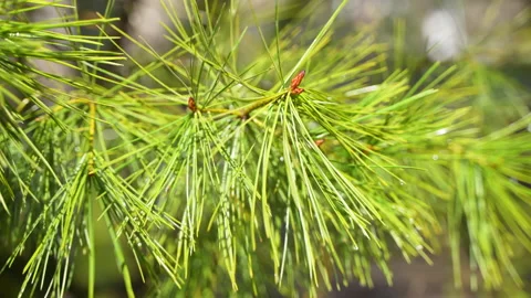 Pine needles, branches, dew, leaves under the sun Stock Footage 239961476