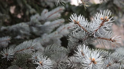 Pine needles on branches swaying in the wind Video stock 182540565