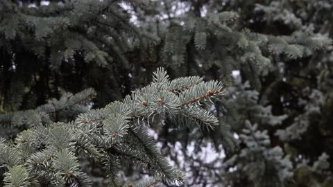 Pine needles on branches swaying in the wind Video stock 182551590
