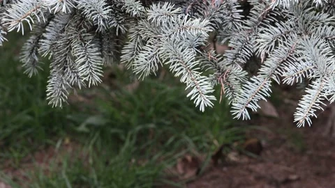 Pine needles on branches swaying in the wind Video stock 182566552