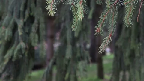 Pine needles on branches swaying in the wind Video stock 182577609