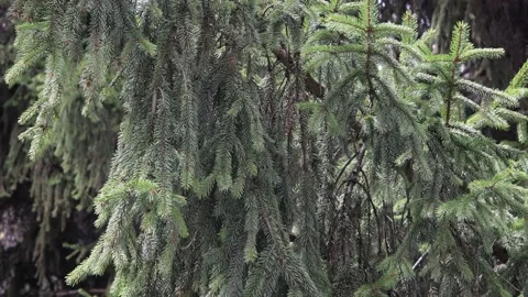 Pine needles on branches swaying in the wind Video stock 182588534