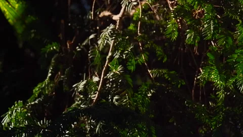 Pine needles on branches swaying in the wind Vídeos de archivo 264772224