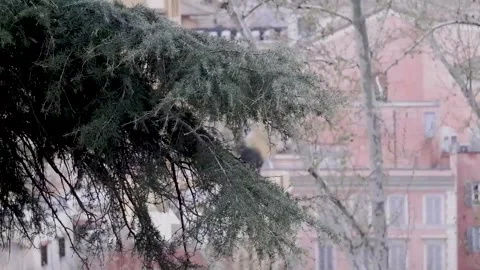 Pine needles on branches swaying in the wind Vídeo Stock 287219538
