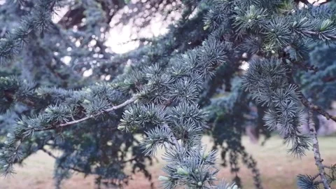 Pine needles on branches swaying in the wind Stockbeeldmateriaal 287219556