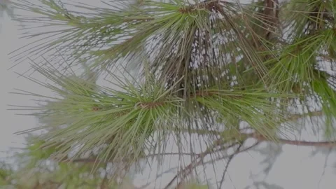 Pine needles on branches swaying in the wind Stock Footage 297627188