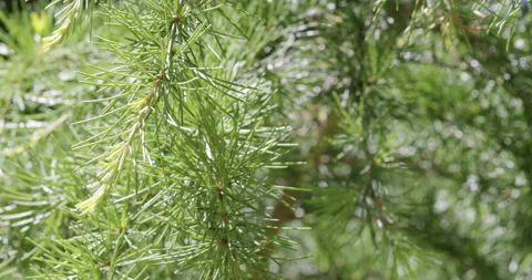 Pine needles close up Stock Footage 132370263