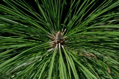 Pine needles close-up, natural background. Stock-Fotos