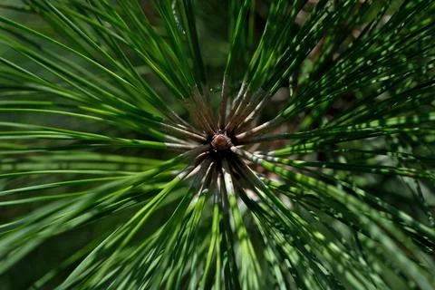Pine needles close-up, natural background. Stock Photos