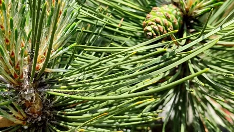 Pine needles close up, out of focus cones Video stock 155067374