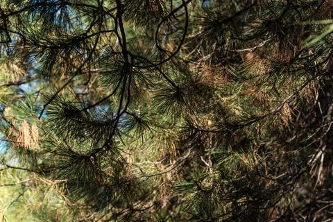 Pine needles in close-up. Stock Photos