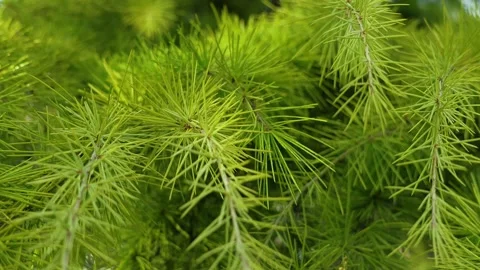 Pine needles close up video Stock Footage 268613240