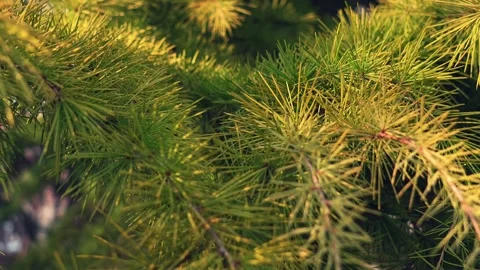 Pine needles close up video slow motion Stock Footage 268613236
