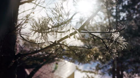 Pine needles close-up in winter Vídeos de archivo 61863998
