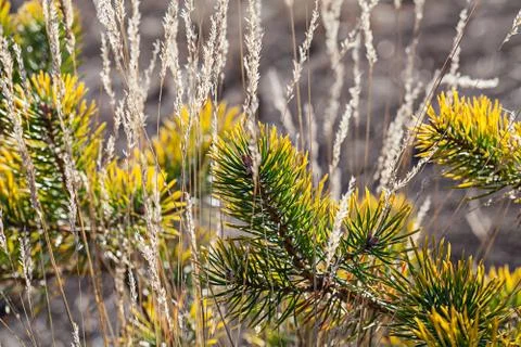 Pine needles closeup nature background Stock Photos
