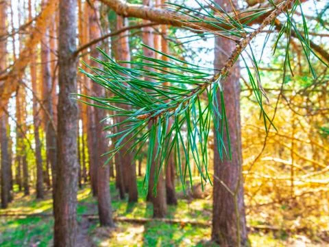 Pine needles closeup. Sunlight in pine forest Stock Photos