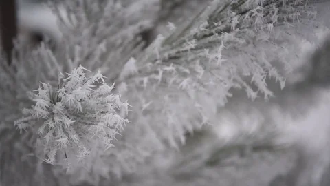 Pine needles clung snow  Snow on pine tree  Close up of pine tree in_2 Stock Footage 71270150