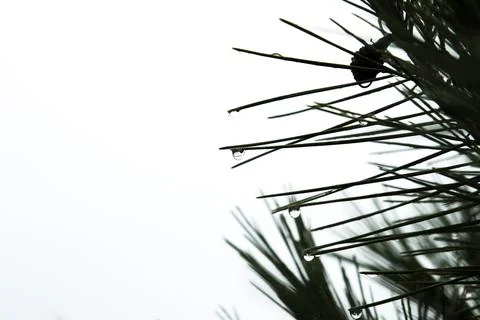 Pine needles with cobwebs and dew drops in the morning Stock Photos