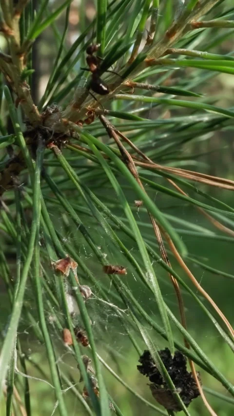 Pine Needles with Cobwebs in Forest Scene Stock Footage 316984440