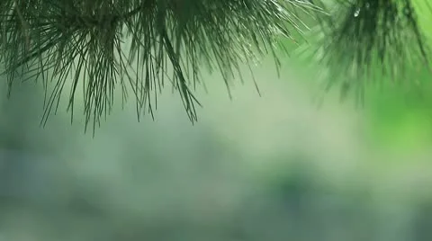 Pine needles with copy space Stock Footage 8906651