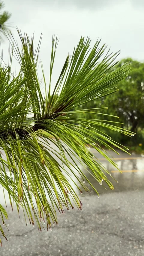 Pine Needles Covered With Clear Raindrops Against Blurred Background Stock Footage 344456389