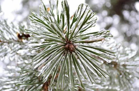 Pine needles covered with ice Stock Photos