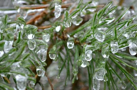 Pine needles covered with ice Stock Photos