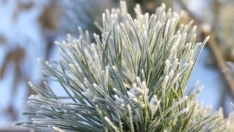 Pine needles covered snow Stock Footage 71602797