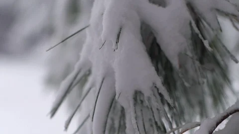 Pine Needles Covered With Snow Stock Footage 115271980