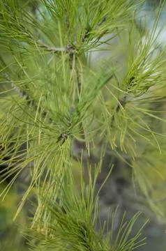 Pine needles detail Stock Photos