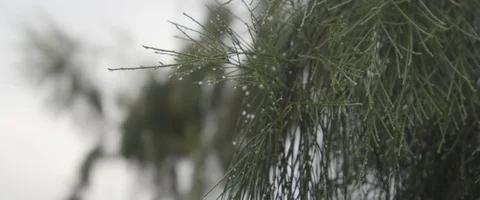 Pine needles with dewdrops 스톡 동영상 129988823