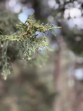 Pine needles droplets Foto stock