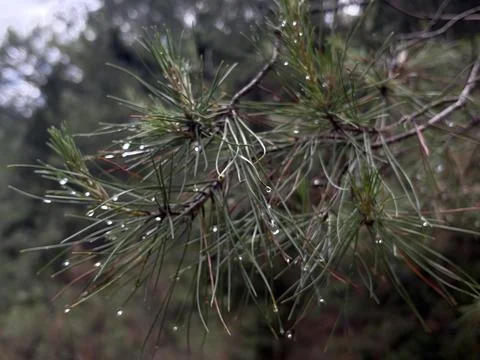 Pine needles droplets Foto stock