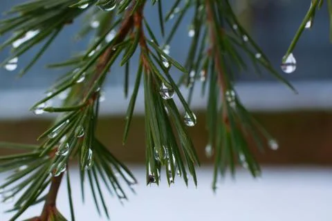 Pine needles with drops in close up Stock Photos