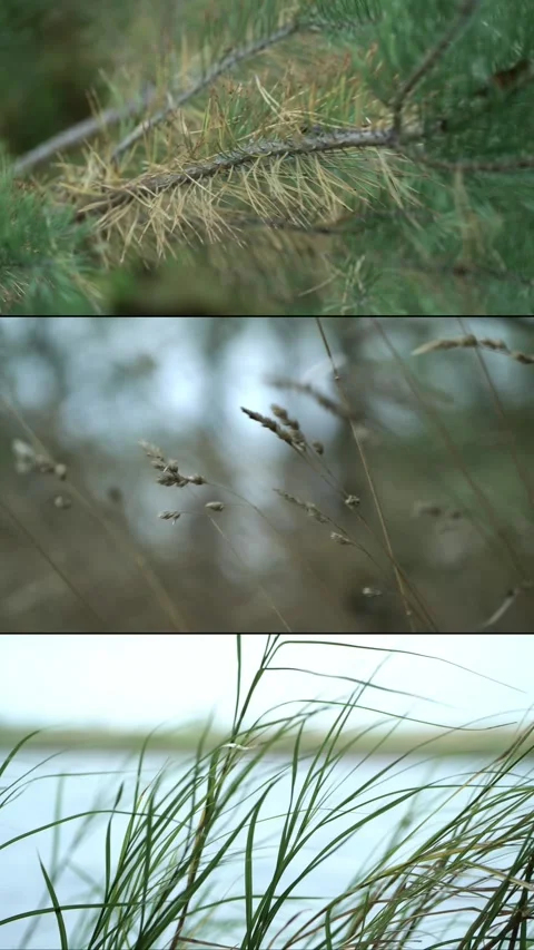 Pine needles, dry reeds swaying in the wind, and lush green gras Stock Footage 340516309