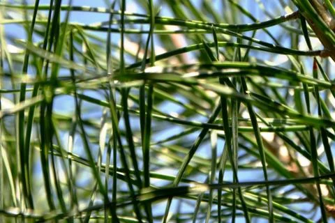 Pine needles , evergreen tree. macro. Stock Photos