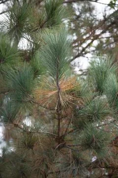 Pine Needles in the Fall Foto stock
