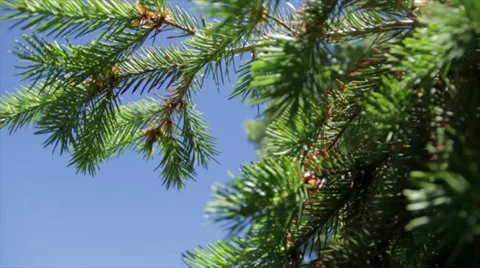 Pine Needles Fast 動画素材 38888560