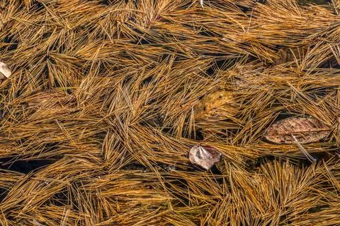 Pine needles floating on the water Stock Photos