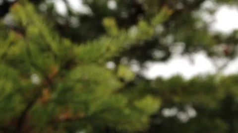 Pine Needles Vidéo 45488322