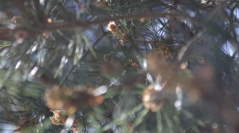 Pine Needles Stock Footage 51532923