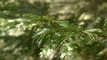Pine Needles Stock Footage
