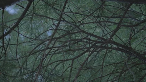 Pine Needles 스톡 동영상 92214119
