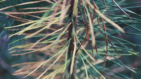 Pine needles Stock Footage 141509211