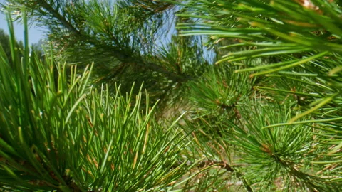 Pine needles Stock Footage 196831899